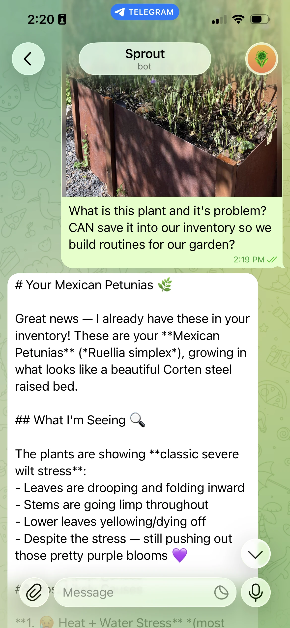 Telegram chat where Sprout diagnoses a wilting plant from a photo using the user’s stored Mexican petunia inventory
