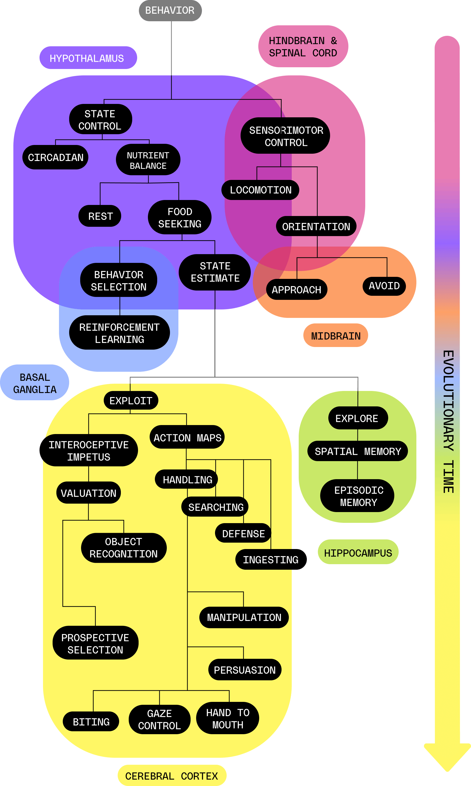This graphic illustrates how cognitive capabilities emerged over evolutionary time and resulted in new components to the brain. For example, simple forms of life possessed a hindbrain that provided basic sensorimotor control. Later, animals developed more complex behaviors, such as spatial memory, that relate to the hippocampus. Other forms of cognition and behavior emerged later still, such as gaze control, that relate to the cerebral cortex. The flow is from top to bottom -- new capabilities e