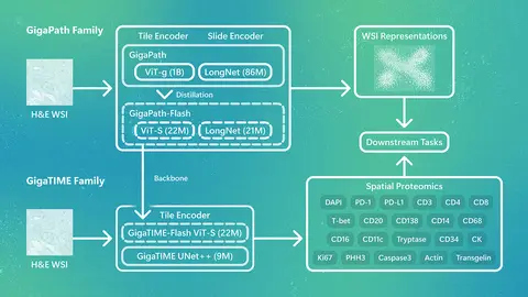 Overview of the GigaPath/GigaTIME model family. GigaPath-Flash provides efficient tile and slide encoders at 22M parameters. GigaTIME-Flash predicts spatial proteomics from H&E, replacing the CNN backbone with the distilled ViT-S encoder.