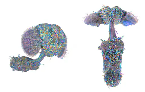 Two detailed 3D color-coded visualizations of a fruit fly's neural pathways and nerve cord.